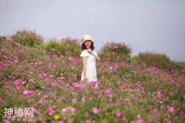 成都向南1小时！竟私藏了一片800亩玫瑰花海，浪漫到哭！-18.jpg