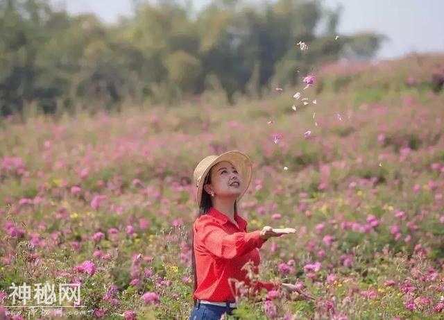 成都向南1小时！竟私藏了一片800亩玫瑰花海，浪漫到哭！-16.jpg