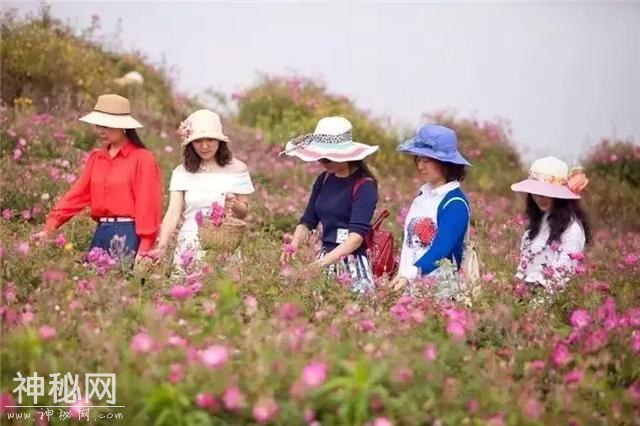 成都向南1小时！竟私藏了一片800亩玫瑰花海，浪漫到哭！-12.jpg