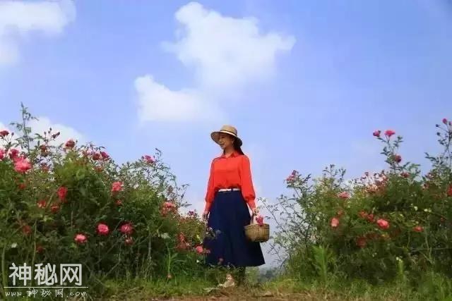 成都向南1小时！竟私藏了一片800亩玫瑰花海，浪漫到哭！-21.jpg