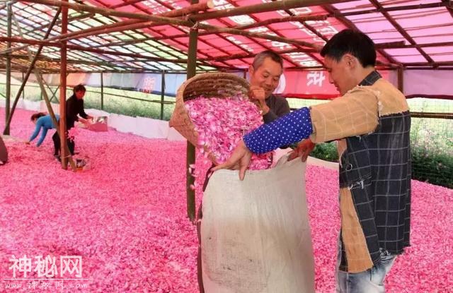 成都向南1小时！竟私藏了一片800亩玫瑰花海，浪漫到哭！-24.jpg