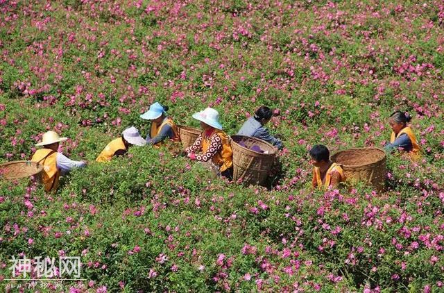 成都向南1小时！竟私藏了一片800亩玫瑰花海，浪漫到哭！-22.jpg
