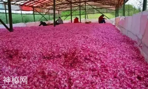 成都向南1小时！竟私藏了一片800亩玫瑰花海，浪漫到哭！-25.jpg