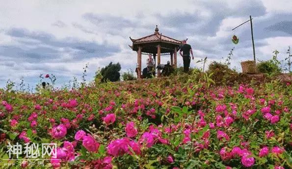 成都向南1小时！竟私藏了一片800亩玫瑰花海，浪漫到哭！-28.jpg