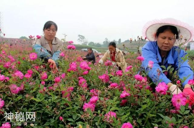 成都向南1小时！竟私藏了一片800亩玫瑰花海，浪漫到哭！-23.jpg