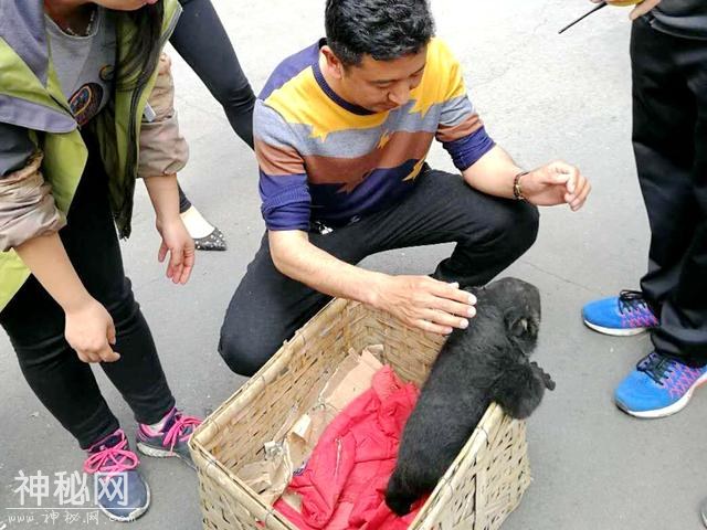丹巴“迷路”的小黑熊  已在成都市动物园“安家”-9.jpg