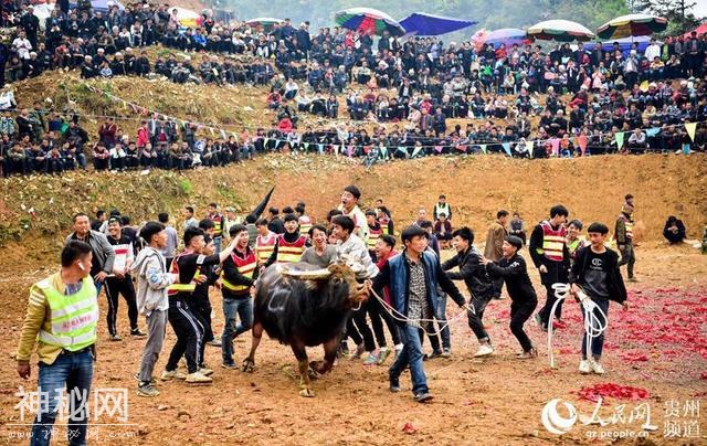 贵州从江：斗牛迎清明-5.jpg
