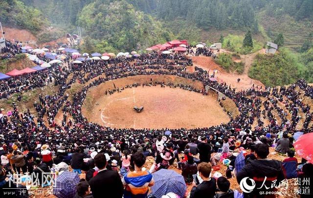贵州从江：斗牛迎清明-3.jpg