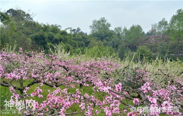 邛崃茶园古镇1300亩桃花开了 除了看桃花朵朵还能耍上百种游戏-1.jpg