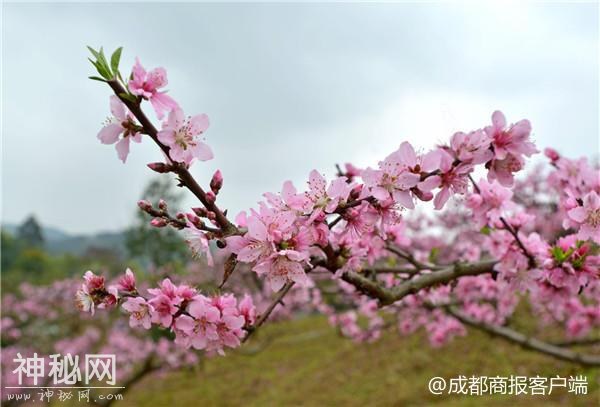 邛崃茶园古镇1300亩桃花开了 除了看桃花朵朵还能耍上百种游戏-2.jpg