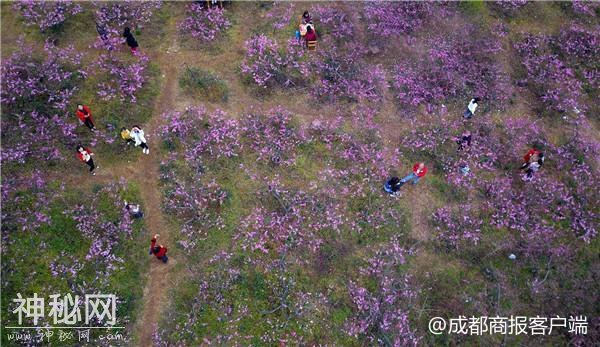 邛崃茶园古镇1300亩桃花开了 除了看桃花朵朵还能耍上百种游戏-6.jpg