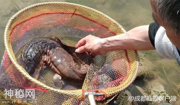 南充男子嘉陵江意外“钓起”娃娃鱼 经检查无伤后将其放生-1.jpg
