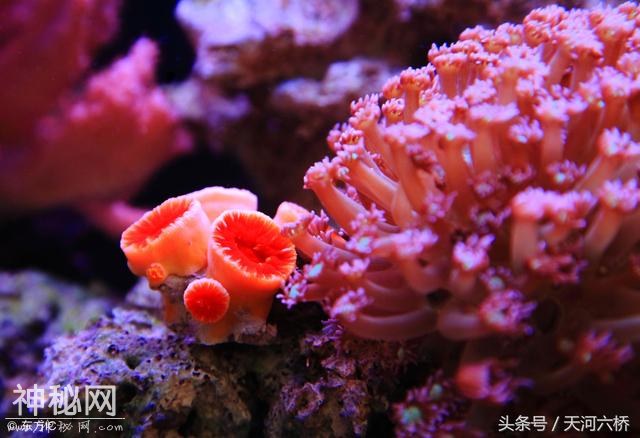 心理测试：2个动物1个植物选1个，测你的心理年龄和实际年龄？？-3.jpg