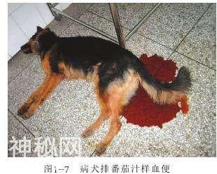 犬猫细小病毒（猫瘟）怎么治疗？-1.jpg