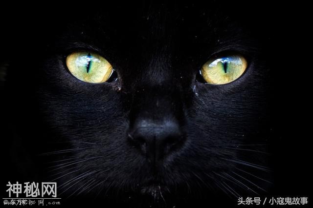 这两个灵异故事是我一西北朋友说的，离奇的猫咪！-1.jpg