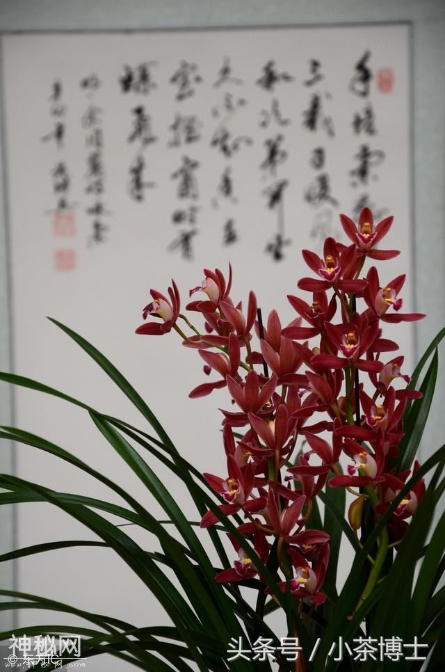 这些上百万级的兰花是怎么繁殖的？-4.jpg