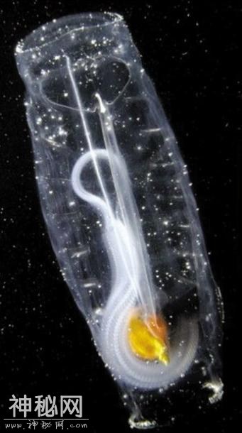 惊奇的生物-4.jpg