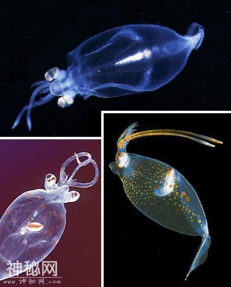 惊奇的生物-6.jpg