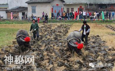 广东肇庆风俗大全-15.jpg