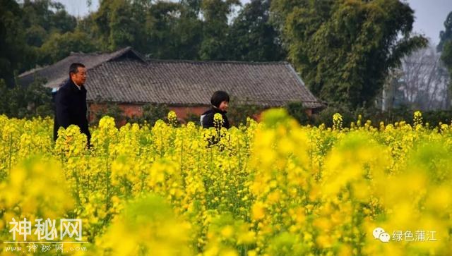 我就不明白，蒲江到底什么好？直到，在这里有了个亲戚……-13.jpg