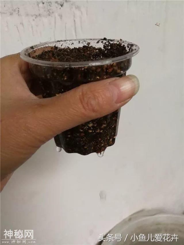 月季扦插步骤图 ，真的非常简单，只要五天生根发芽-6.jpg