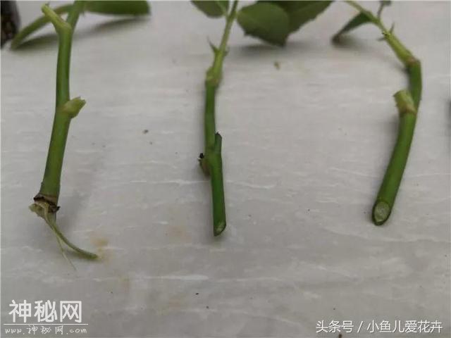 月季扦插步骤图 ，真的非常简单，只要五天生根发芽-16.jpg