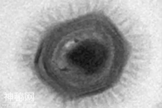 这种新发现的巨大病毒 正刷新我们对微生物的认知-6.jpg