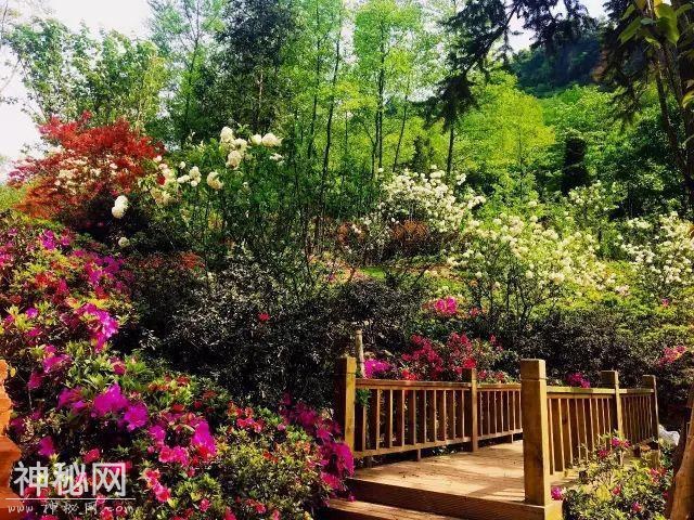 踏青赏花放纸鸢，花溪最美四月天！-6.jpg