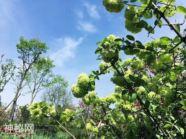 踏青赏花放纸鸢，花溪最美四月天！-2.jpg