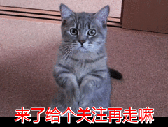 听说，那些身怀绝技的主子们已经开始占领电视机了…-6.jpg