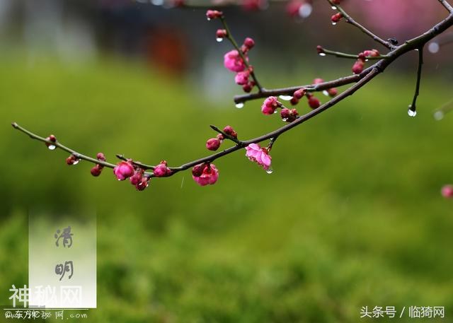 运城临猗：清明节风俗，蒸子福蒸馒头，上坟给老先人烧纸，讲究大-1.jpg