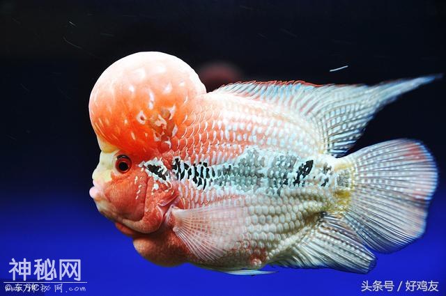 刺激罗汉鱼起头的方法有哪些？罗汉鱼起头方法大全-1.jpg