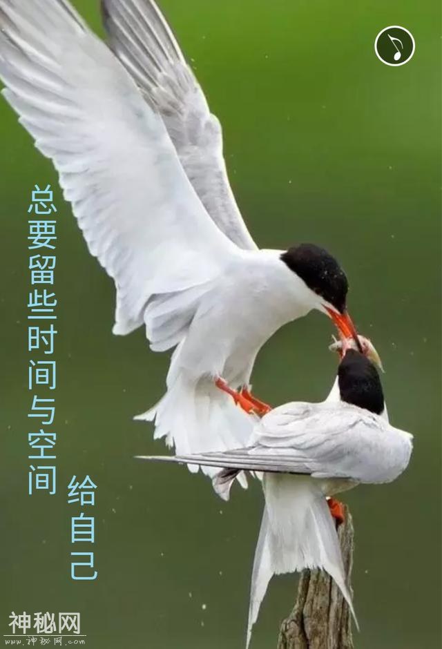 心灵鸡汤，真的太美了-5.jpg
