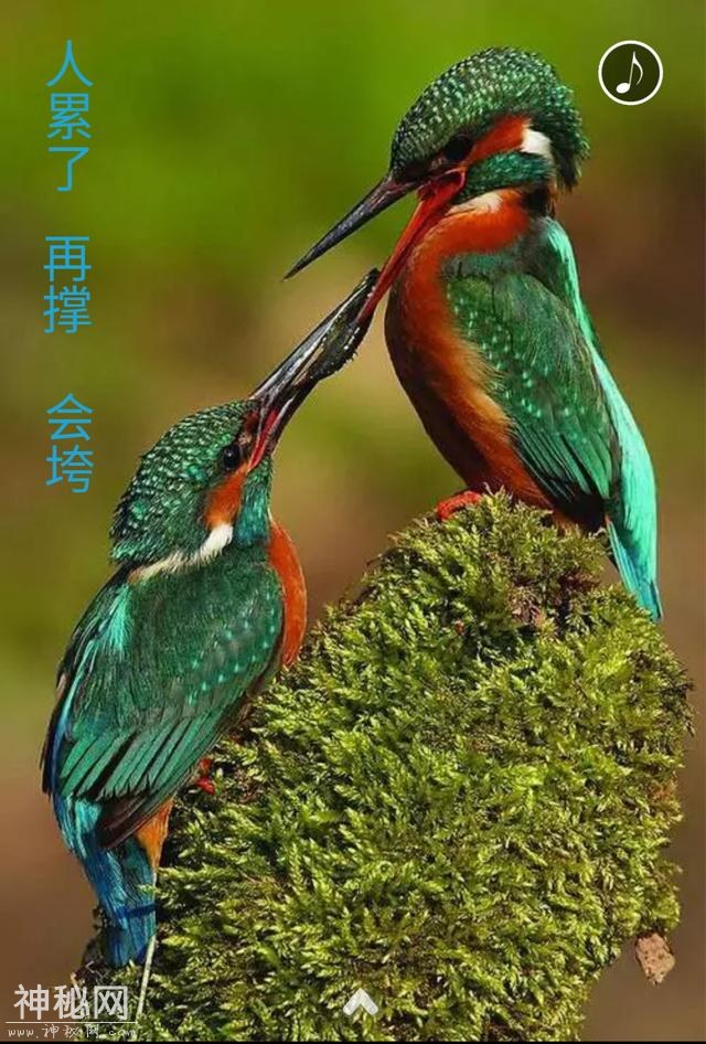 心灵鸡汤，真的太美了-2.jpg