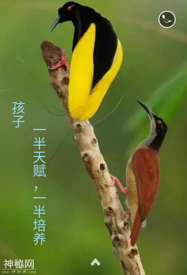 心灵鸡汤，真的太美了-11.jpg