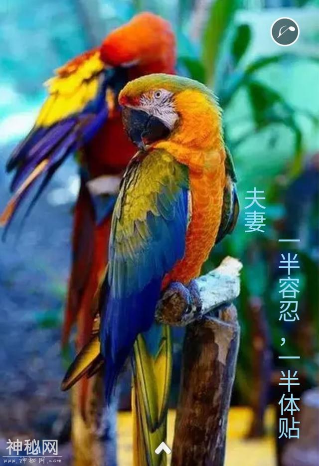 心灵鸡汤，真的太美了-10.jpg
