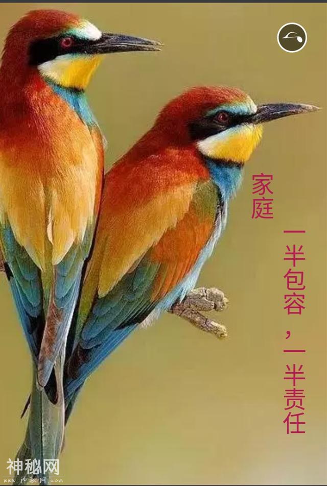 心灵鸡汤，真的太美了-8.jpg