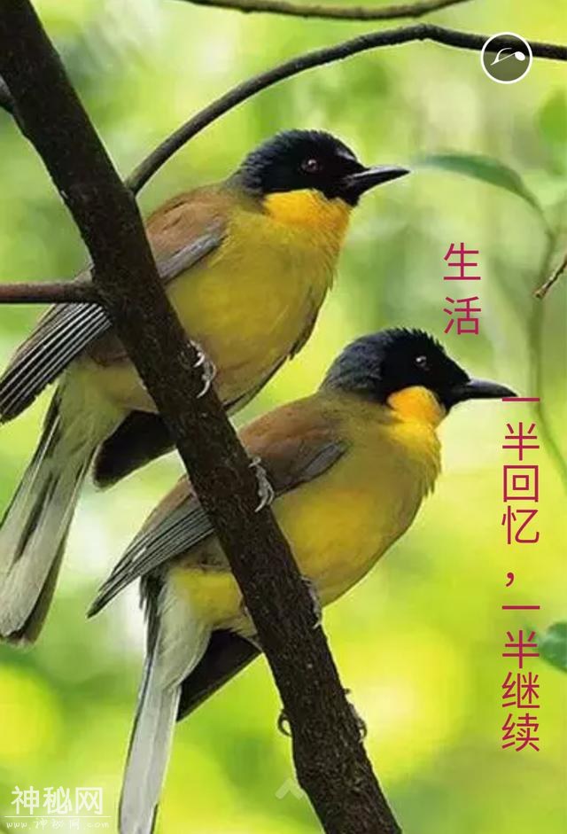 心灵鸡汤，真的太美了-7.jpg