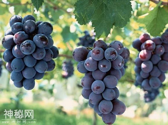 隔壁老王用食醋喷葡萄，产量和葡萄品质提升一大截，不愧为土专家-2.jpg