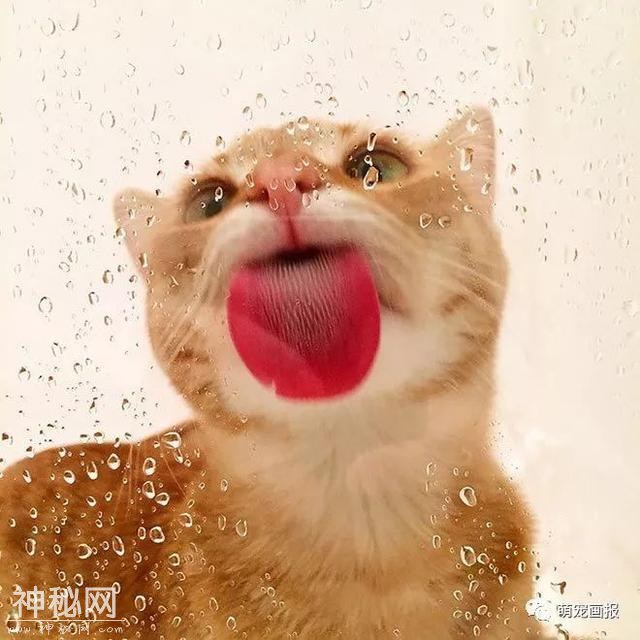 动物们舔玻璃的瞬间，立马变成蠢萌画风-1.jpg