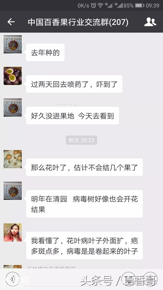 百香果叶片发现疑是病毒，如何处理？-6.jpg