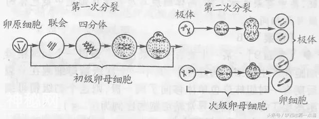 高考生物：17条重要知识帮你吃透减数分裂-3.jpg