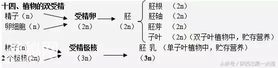 高考生物：17条重要知识帮你吃透减数分裂-14.jpg
