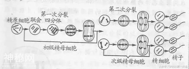 高考生物：17条重要知识帮你吃透减数分裂-2.jpg