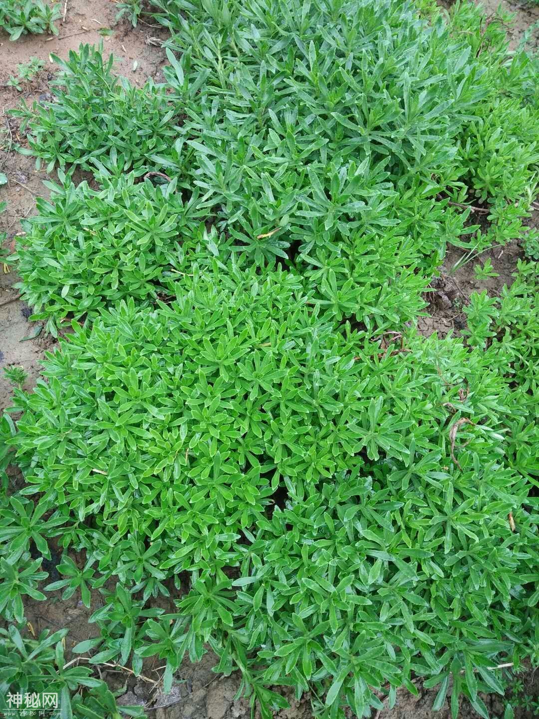 心脏保健，首选它“救心菜”！选它错不了-5.jpg