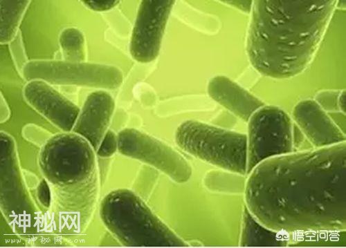 细菌分类有道理，掌握不好这方面知识当不好医生，用错药越治越重-3.jpg
