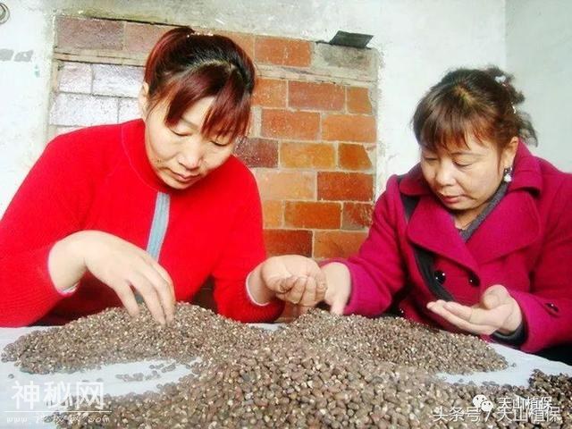 棉花种子人工粒选和晒种技术，你怎么看-3.jpg