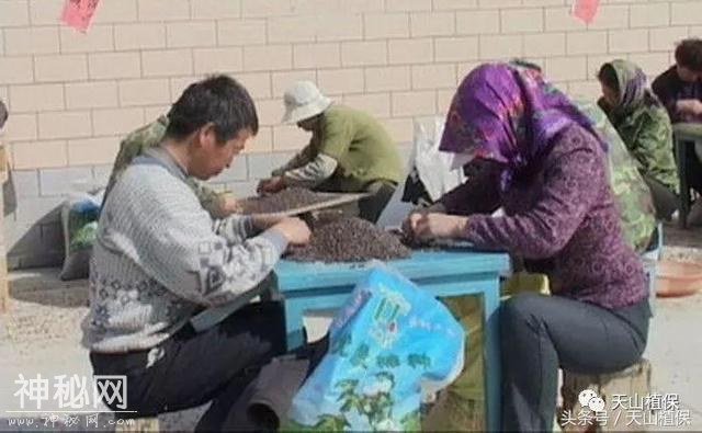 棉花种子人工粒选和晒种技术，你怎么看-2.jpg
