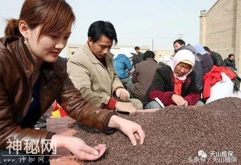 棉花种子人工粒选和晒种技术，你怎么看-1.jpg