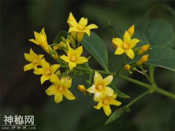 5种代表死亡的花-4.jpg